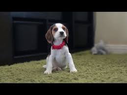 cute beagle puppy from 8 weeks to 3