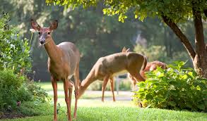 One of the most practical things that you can do to get deer to come to your yard is to plant food plots. Https Www Humanesociety Org Sites Default Files Docs Hsus 20deer 20conflict 20mgt 20plan Final Pdf