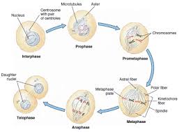 _ spindle fibers pull homologous pairs to ends of the cell Yr 11 Topic 1 Cell Cycle Amazing World Of Science With Mr Green