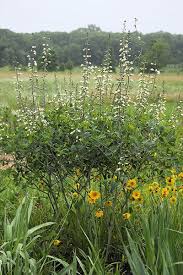 White False Indigo Baptisia Lactea