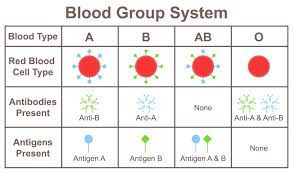 negative blood group archives my body