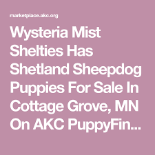Continue reading below to find out why. Wysteria Mist Shelties Has Shetland Sheepdog Puppies For Sale In Cottage Grove Mn On Akc Puppyfinder Shetland Sheepdog Sheepdog Shetland