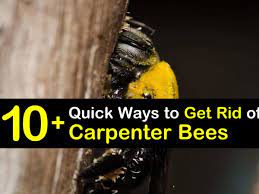 10 quick ways to get rid of carpenter bees