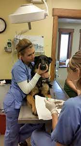 Get directions, reviews and information for bay area pet hospital in traverse city, mi. Bay Area Pet Hospitals 24 Hours Veterinary Hospital In Traverse City Michigan
