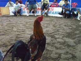 Ayam aduan yang satu ini diketahui memiliki stamina dan pernafasan yang baik. Sabung Ayam Di Peru Dan Gallos De Pelea