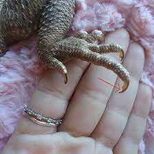 how to cut your bearded dragon s nails