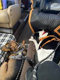 How Much Does it Cost to Fly Private with your Dog? | Airline & Charter Pet  Travel Pricing