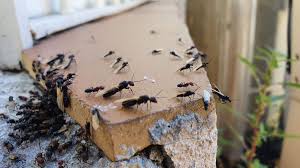tout savoir sur les fourmis volantes ou