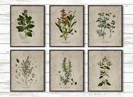 Herbs Print Kitchen Wall Art Botanical
