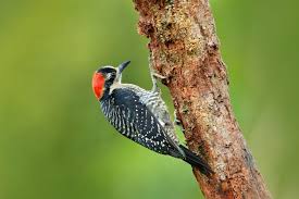 What Attracts Woodpeckers Wild At View
