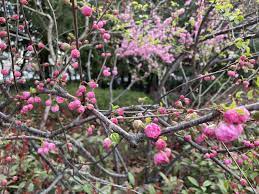 榆叶梅和桃花的区别，分别怎么养护- 花百科