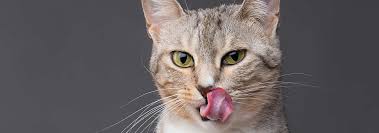 cat tongues everything you wanted to