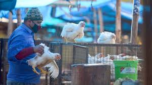 The common causes of bird flu : Sci Simplified What Is Bird Flu How It Can Infect Humans Its Symptoms Treatment Death Rate And More The Weather Channel Articles From The Weather Channel Weather Com