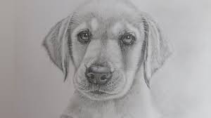 Make one slightly larger than the other. How To Draw A Realistic Puppy Dog Labrador Retriever Youtube
