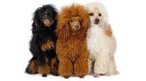 poodle names 250 names for color