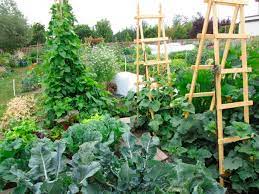 Growing Your Vegetable Garden
