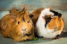 I have found that at times, my guinea pigs are unwilling to eat the vitamin c pills i have given them. Have Your Guinea Pigs Had Their Vitamins Today Burgess Pet Care
