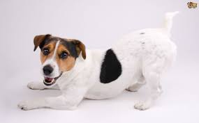 Ten Training Tips For The Jack Russell Pets4homes