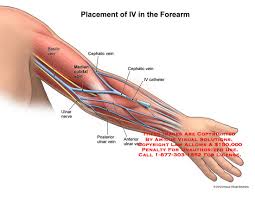 Iv Vein Diagram Easiest Place To Shoot Up When Veins Are