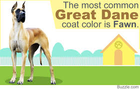 8 diffe great dane colors and