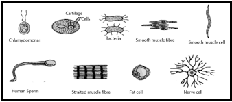 cl 11 notes cbse biology chapter 8