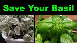 how to rescue a dying basil plant two