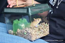 Tips For Transporting Your Hamster In