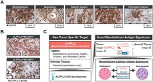 Clinical trials with anetumab ravtansine. Enhanced Solid Tumor Recognition And T Cell Stemness With Synnotch Car Circuits Biorxiv