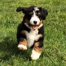 Lancaster puppies offers standard and large bernedoodle puppies for sale in pa, indiana and other states. Bernedoodle Breeder Near Me Bernedoodle Puppy Bernedoodle Family Friendly Dogs