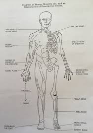 A muscle consists of fibers of muscle cells surrounded by protective tissue, bundled together many more fibers. Macrobiotic Academy Diagrams Of Bones And Muscles Names And Discretions Macrobiotic Academy