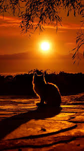 Find the best free sunset stock images. Cat Enjoying Sunset Hd Mobile Wallpaper Sunset Wallpaper Iphone 4k 950x1689 Wallpaper Teahub Io