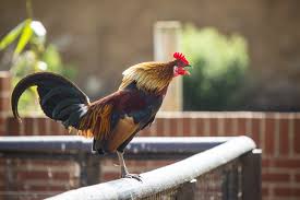 We did not find results for: Why Roosters Are Important And Crowing Makes Them Great Get Over It Rose Hill Farm