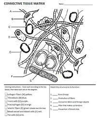 This worksheet was designed for anatomy and physiology students to compliment a lesson on the body tissues. Connective Tissue Matrix Coloring Answer Key By Biologycorner Tpt