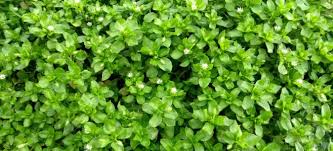 Woodsorrel is more likely to create problems in your lawn, while. Weeds Found In British Lawns Category The Lawn Man