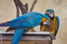 yellow blue macaw birds eating food at
