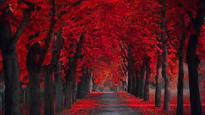 Nature. Red forest. Wallpaper für ...