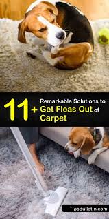 compelling tips to remove fleas from carpet
