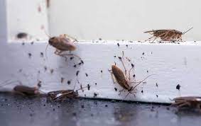 fumigation kill roaches other pests