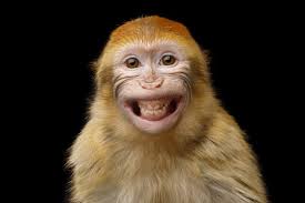 monkey smiling images browse 49 528