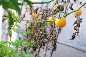 Control Aphids On Tomato Plants
