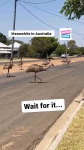 Image result for meanwhile in australia