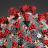 Story image for coronavirus from UN News