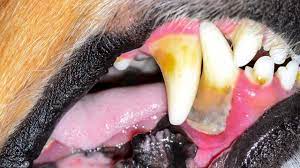 tooth infection in dogs