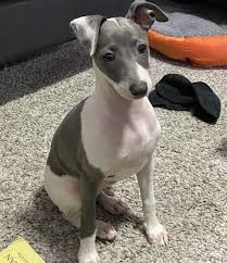 Linda layne is dedicated to producing healthy genetically sound puppies with outstanding , outgoing temperaments. Italian Greyhound Puppies For Sale Miami Fl 333485