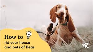 flea treatments for dogs a pet pa