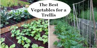 Our metal supports are a great replacement for bamboo canes and won't rot or snap, giving you a sturdy, reliable support to your plants. The Best Vegetables For A Trellis For Vertical Gardening