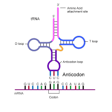 Codon Anticodon Introduction Chart Examples