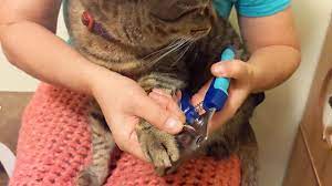 how to trim your cat s nails pasadena