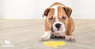 is your dog throwing up yellow causes