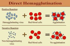 Difference Between Precipitation And Agglutination Reactions